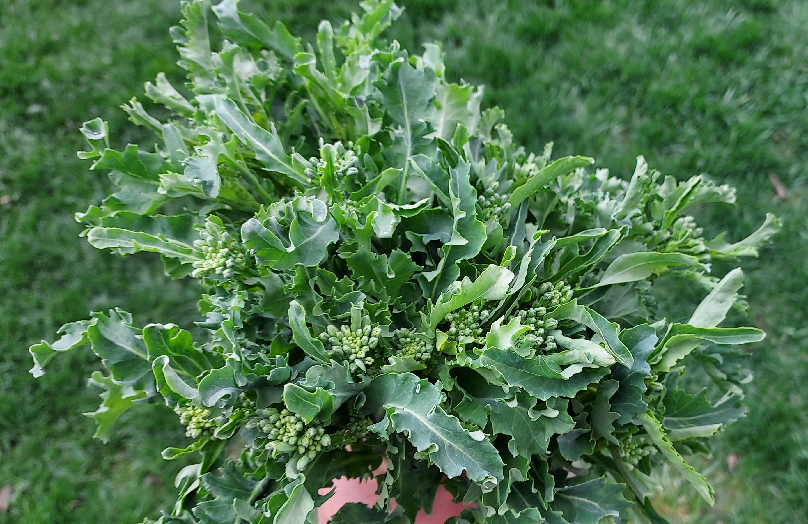 A handful of over-wintered kale with flowers.